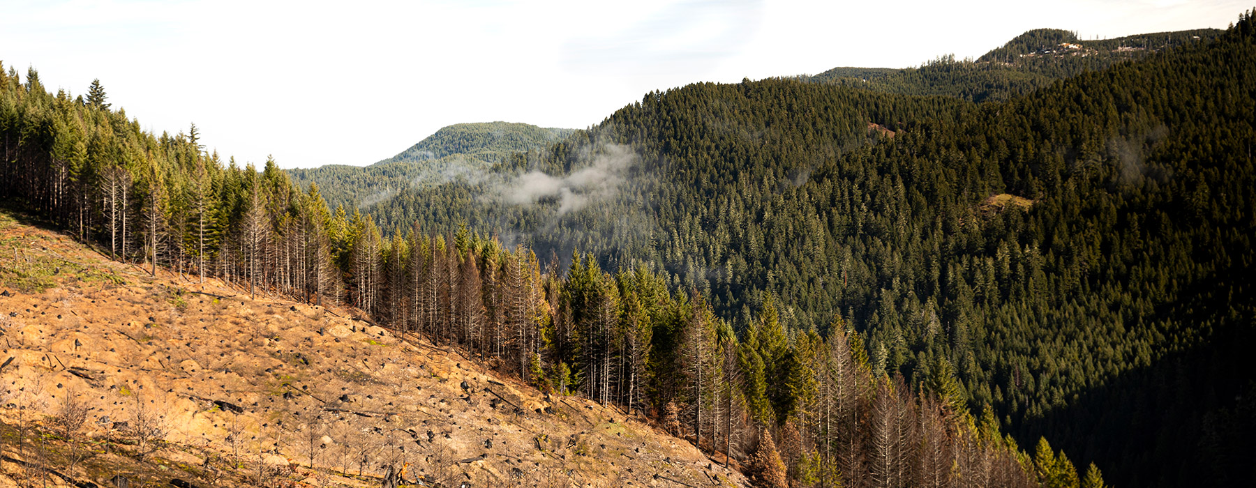 Area near Bogus Creek in southern Oregon, which was devastated by the Umpqua National Forest fire in the summer 2021. Mark Stone/University of Washington
