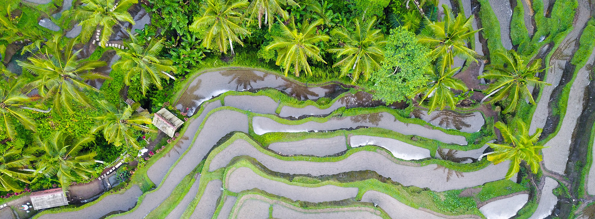 An aerial view of a rice paddy field
