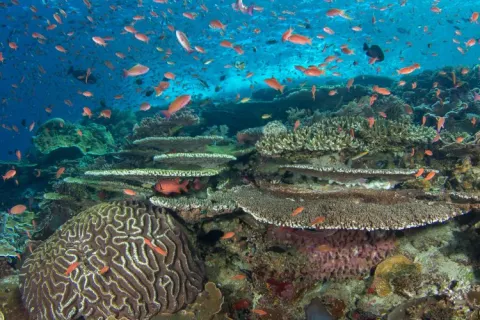 A coral reef with orange fish swimming around