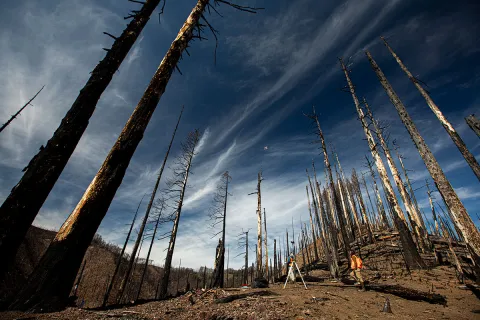 Two researchers standing in the midst of trees devastated by wildfire