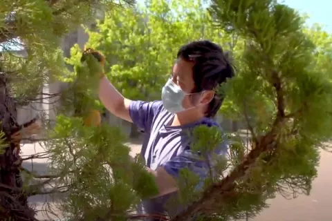 Le Zhen pruning bonsai
