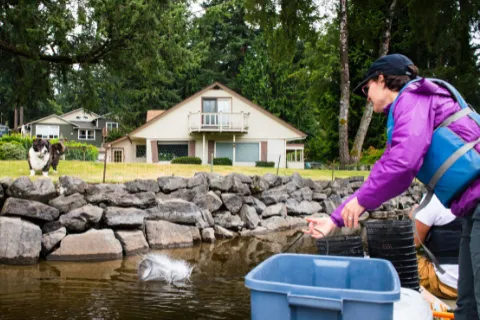 Woman tosses a crayfish trap into Lake Killarney