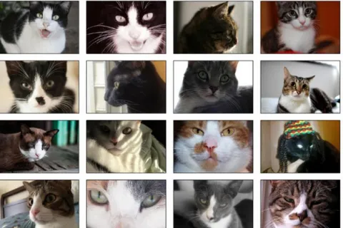 Collection of close-up photos of cats in varying poses, arranged in a grid