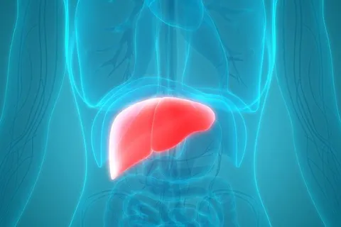 Anatomical illustration of human liver in the body