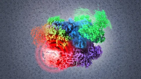 A visualization of p97, an enzyme that plays a crucial role in regulating proteins in cancer cells, inhibited from completing its normal reaction cycle by a potential small molecule drug