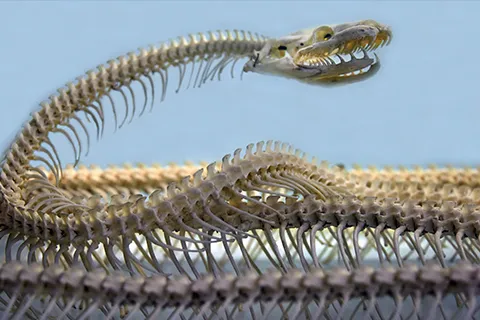 A snake’s musculoskeletal system