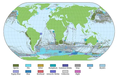 A map of the globe shows whale catch distributions using circles and lines.