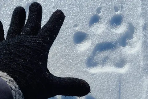 A hand wearing a glove next to a paw print in the snow