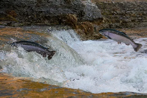 a group of fish jumping out of a waterfall