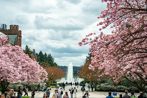 a group of people walking in a park with cherry blossoms and a fountain