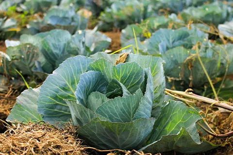 closeup of cabbage in soil