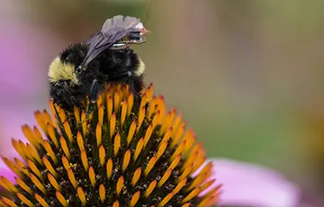 bee with a sensor attached