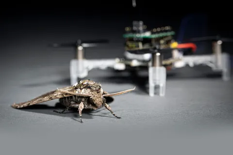 A moth in rest in front of a drone