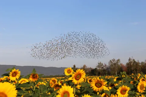 a swarm of birds in the sky over a field of sunflowers