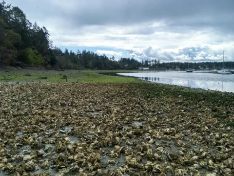 oysters on beach